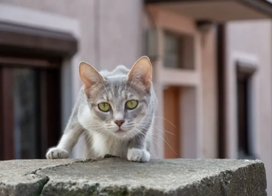 Cat Anxiety