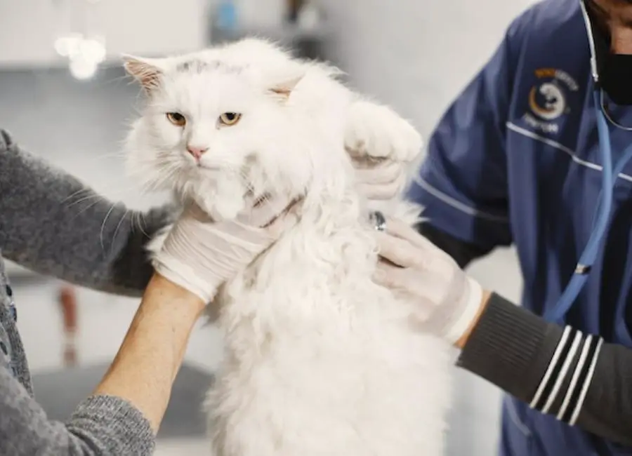 Cat Behavior After Vet Visit