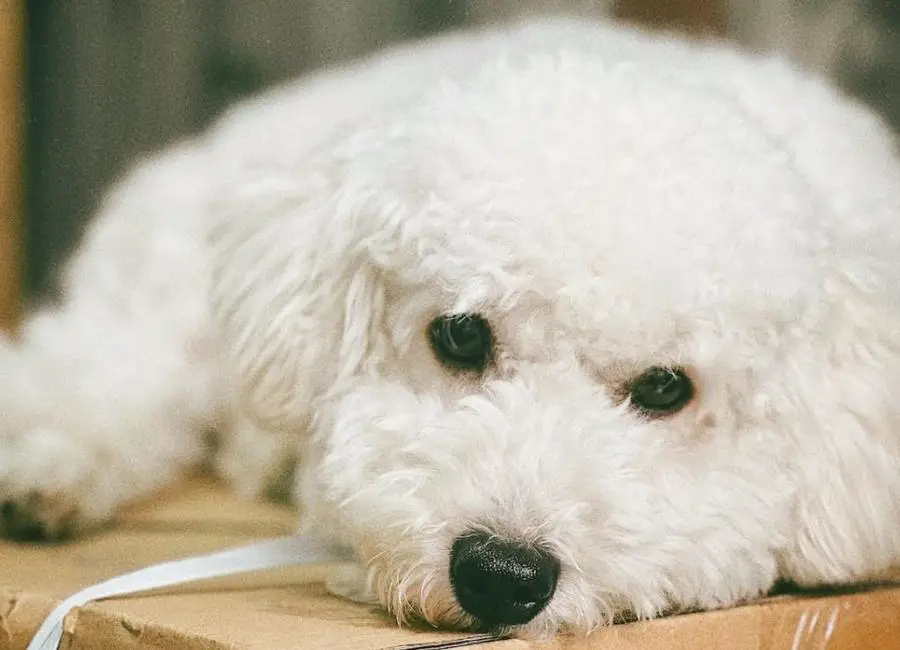 11 Causes Of Bichon Frisé Shaking & Tips