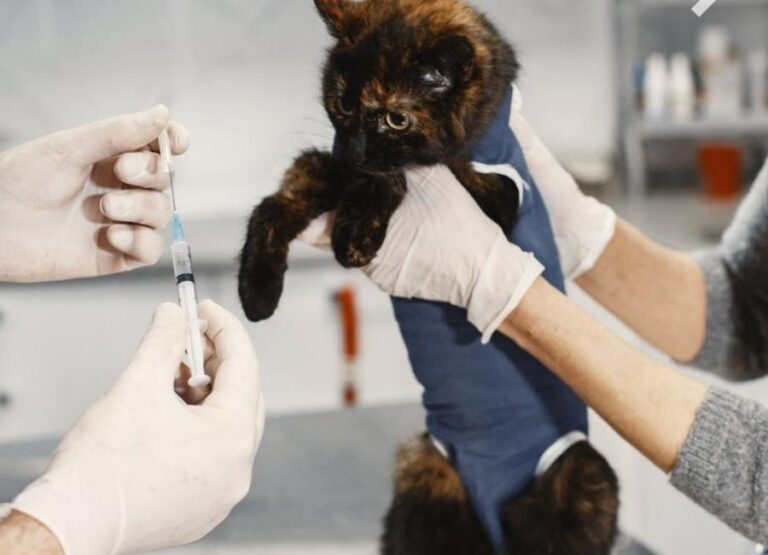 Does An Indoor Cat Need Vaccines [Useful Tips]