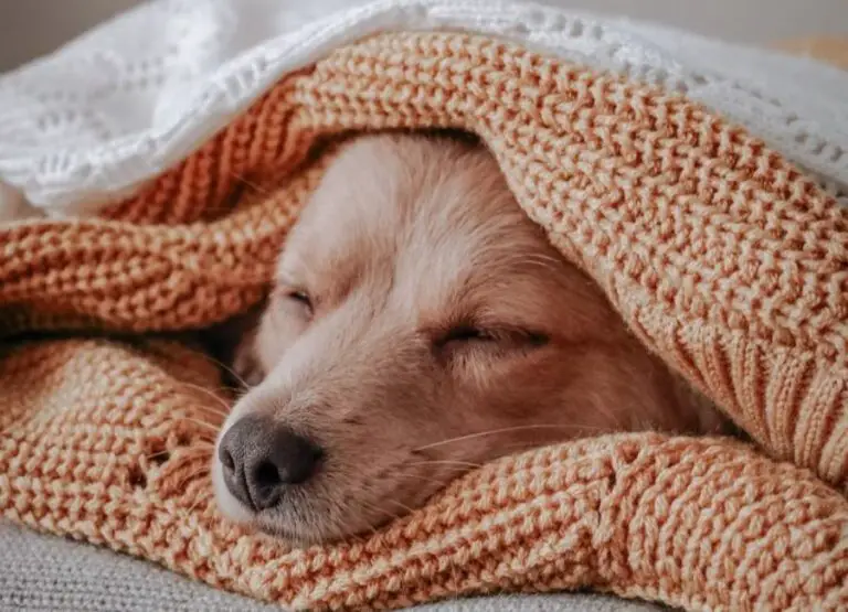 10 Reasons Your Dog Is Always Sleeping & Tips