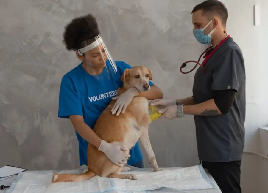 Dog Traumatized After Spay