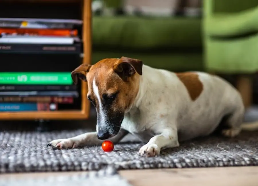 How To Discipline A Jack Russell Terrier