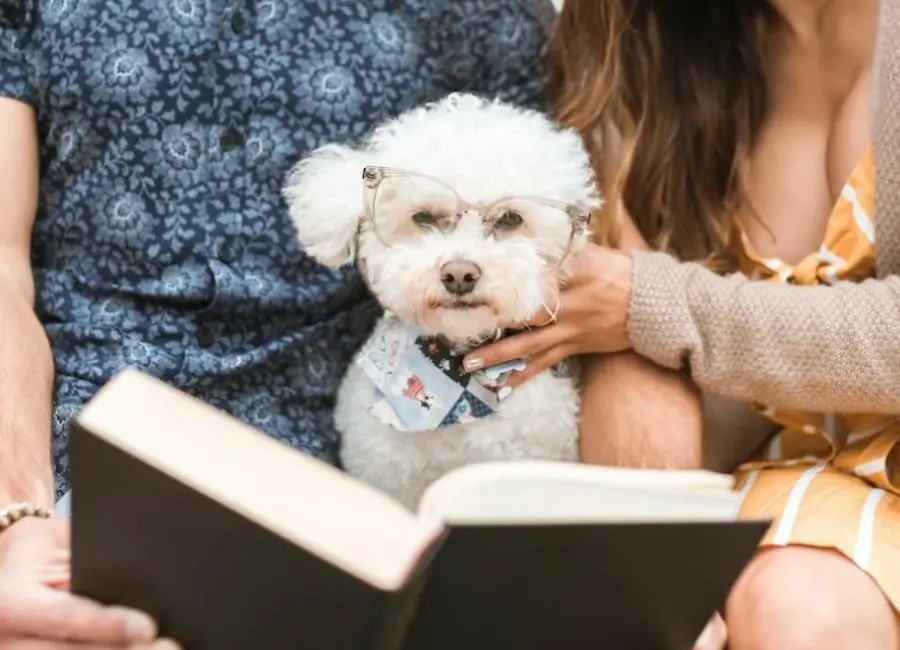 How To Discipline a Bichon Frisé