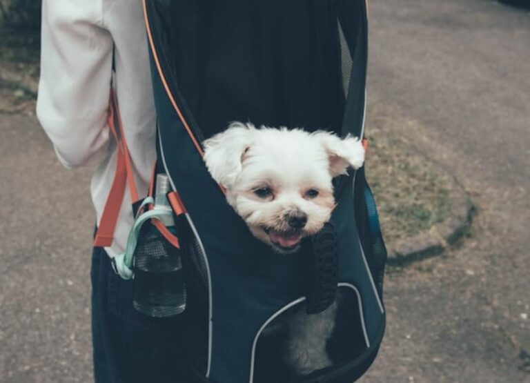 12 Tips On How To Socialize A Maltese Dog