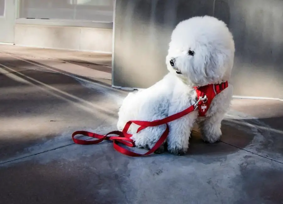 How To Tire Out A Bichon Frisé