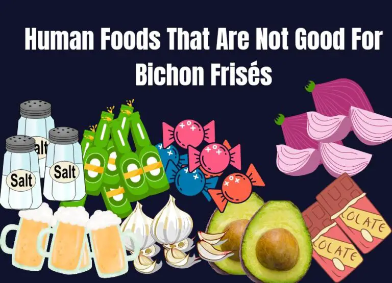 11 Human Foods That Are Not Good For Bichon Frisés