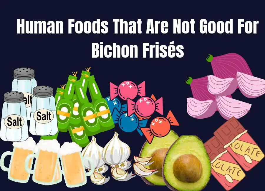 Human Foods That Are Not Good For Bichon Frisés