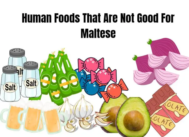 12 Human Foods That Are Not Good For Maltese