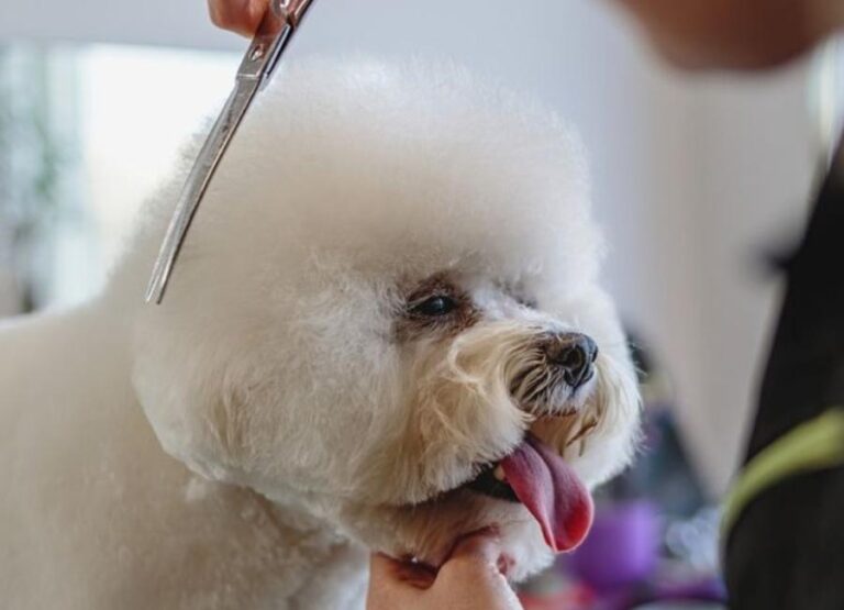 7 Most Important Maltese Grooming Tips