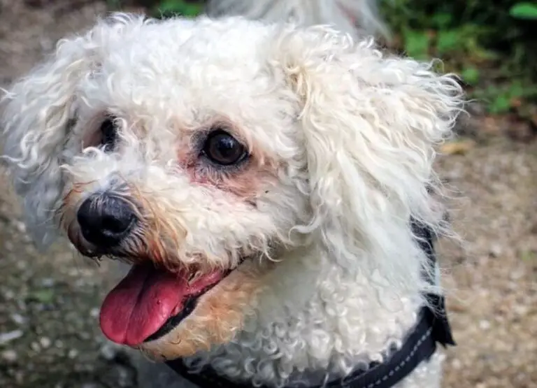 11 Reasons Why Your Bichon Frisé Licks You