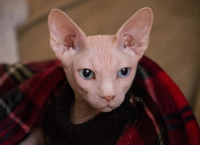 19 Sphynx Cat Pros And Cons You Should Know