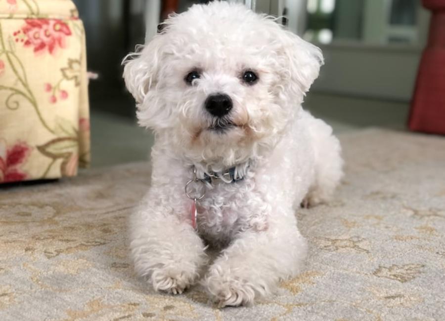 Ways To Train Your Bichon Frisé