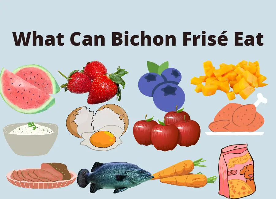 What Can Bichon Frisé Eat