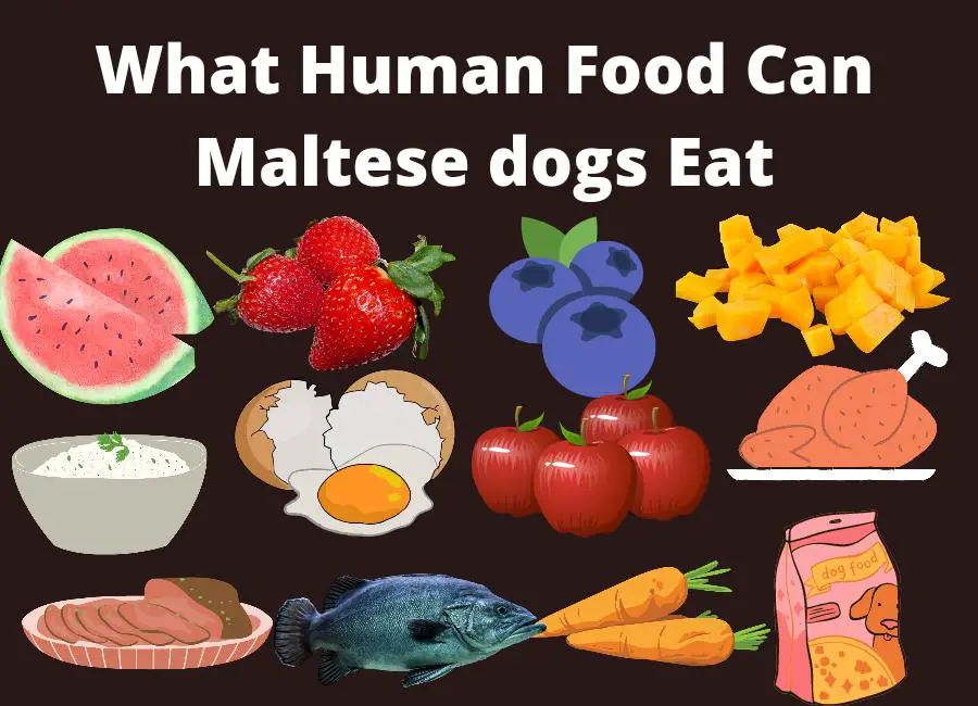 What Human Food Can Maltese dogs Eat