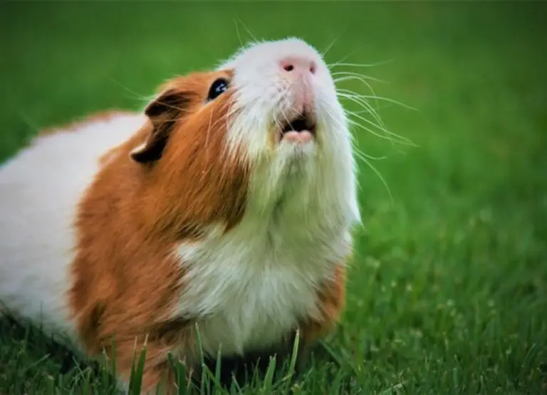 Why Are My Guinea Pigs Squeaking [11 Hints]