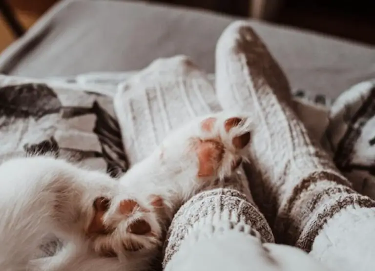 Why Do Cats Attack Their Owners Feet [10 Hints]