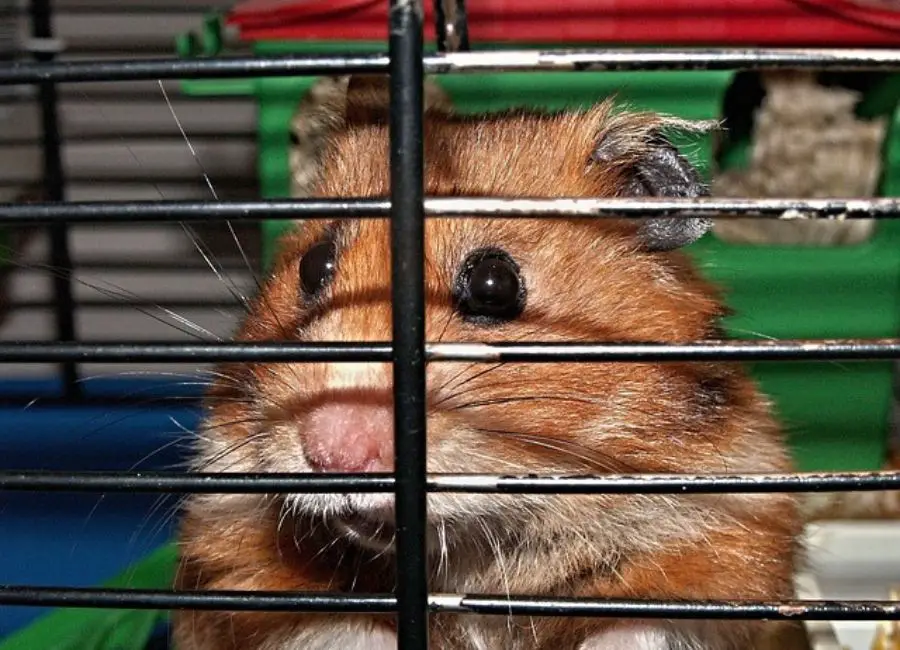 Why Do Hamsters Bite