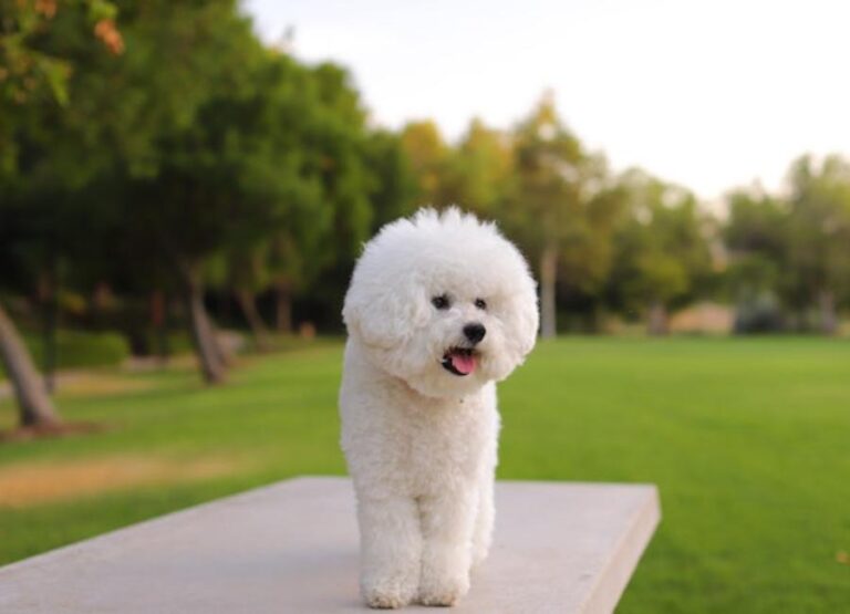 Why Is My Bichon Frisé Aggressive [11 Hints]