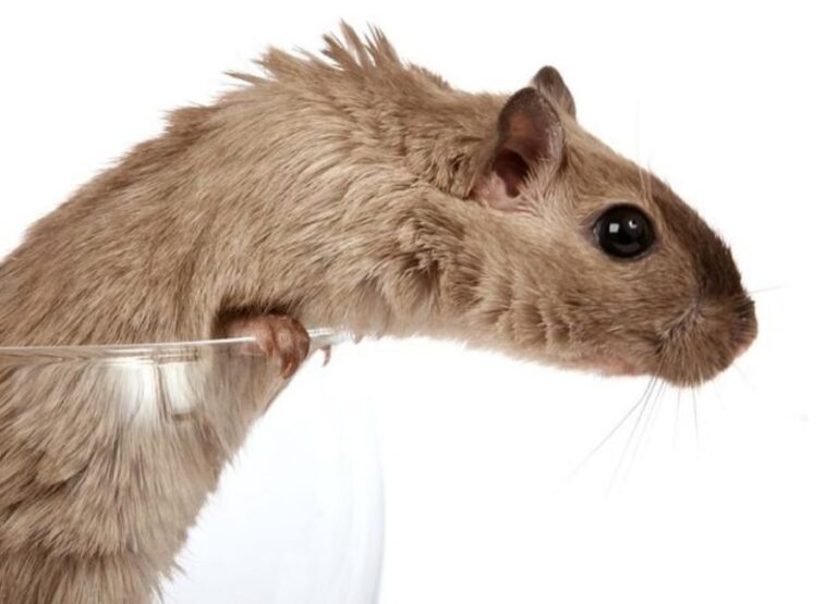 Why Is My Hamster Losing Hair On His Back [9 Hints]