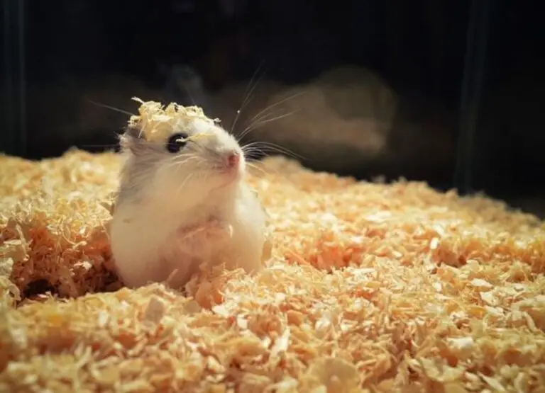 Why is my Hamster so Hyper All of a Sudden [11 Hints]