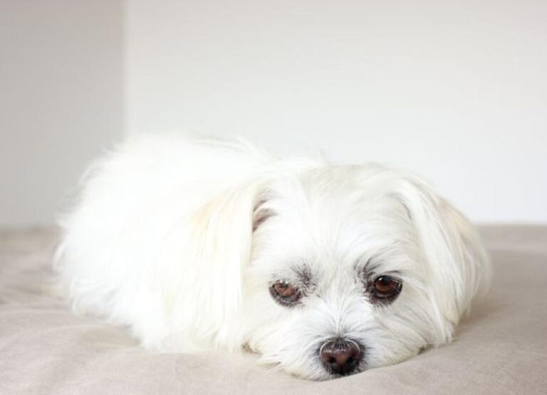 Why Is My Maltese Sleeping So Much [9 Reasons]