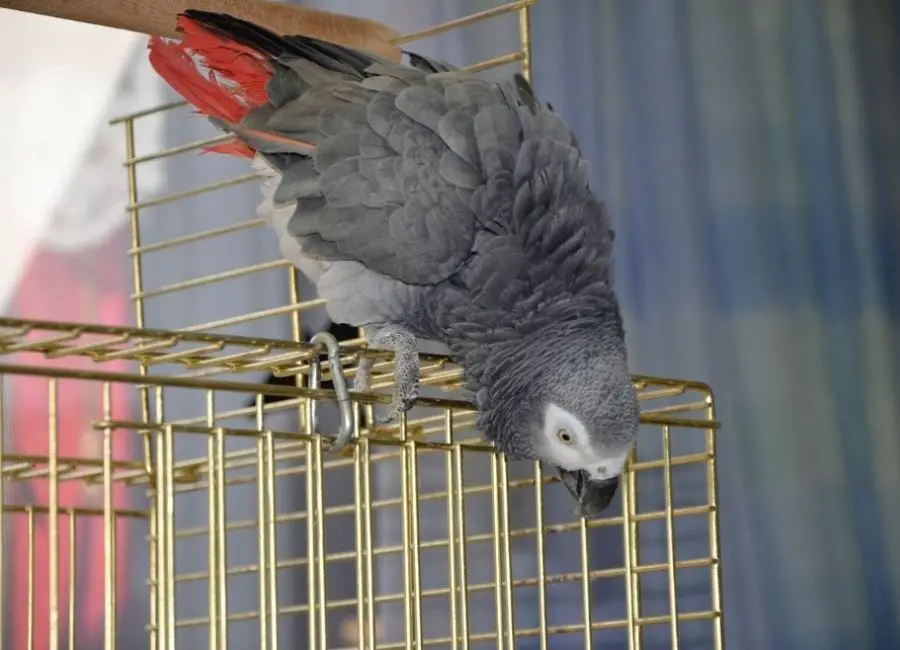 African Grey Behavior Problems