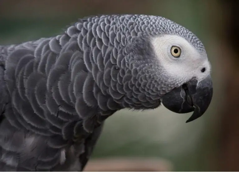 Are African Greys Cuddly [Answered]