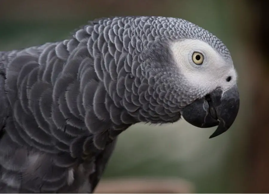 Are African Greys Cuddly