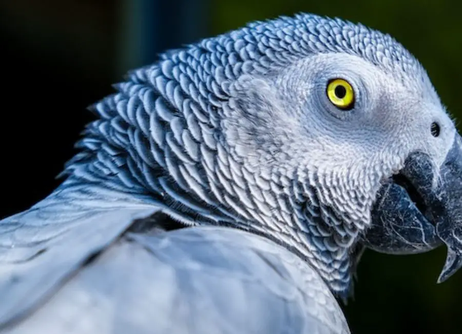 African Grey Parrot Health Issues