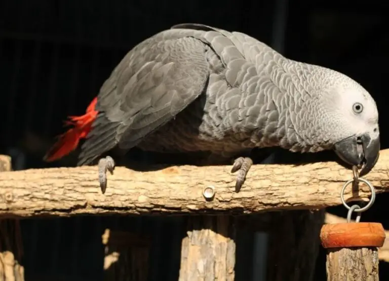 15 Top African Grey Body Language Explained