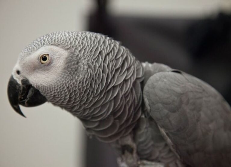 African Grey Diseases to Humans Explained