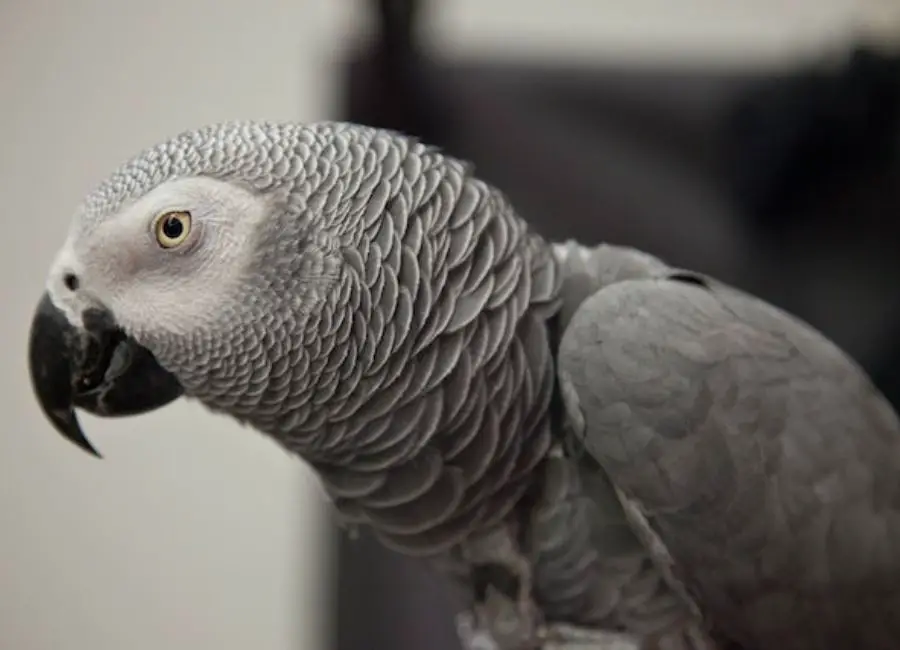African Grey Diseases to Humans