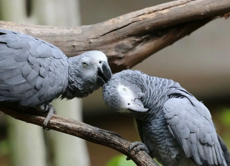 Can African Grey Parrots Live Together