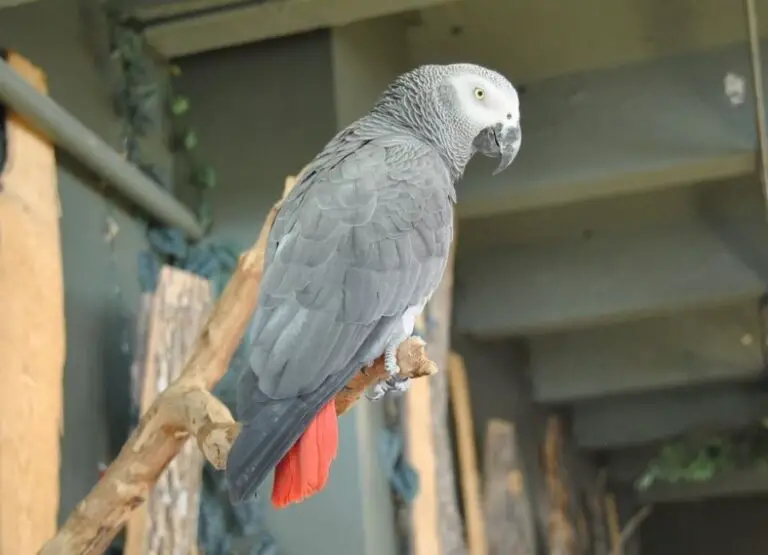 Are African Grey Parrots Messy [Hints]