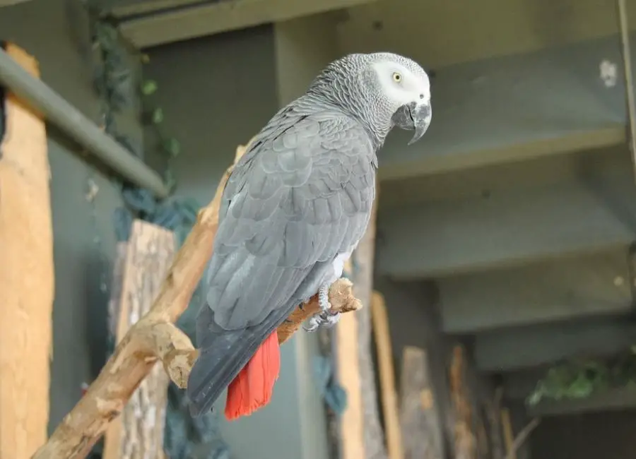 Are African Grey Parrots Messy