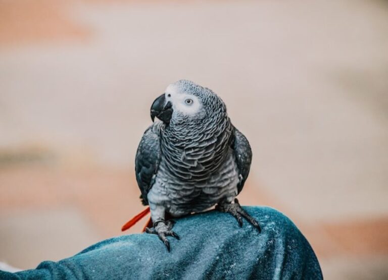 15 African Grey Parrot Care Guide Tips
