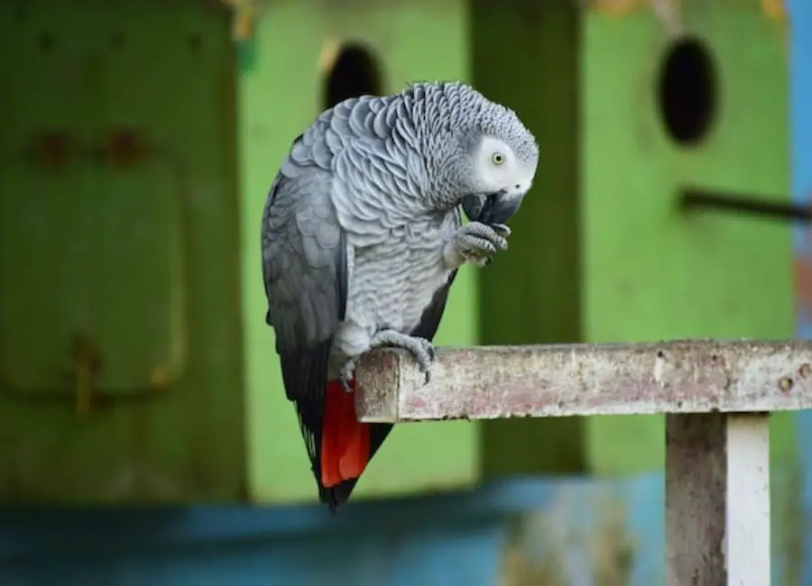 How Do I Know if My African Grey is Dying