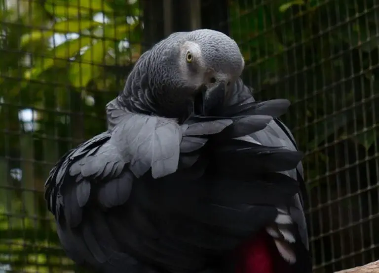 Why Does My African Grey Puff Up [11 Hints]