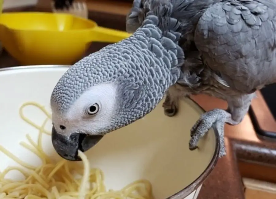 What Do African Greys Eat
