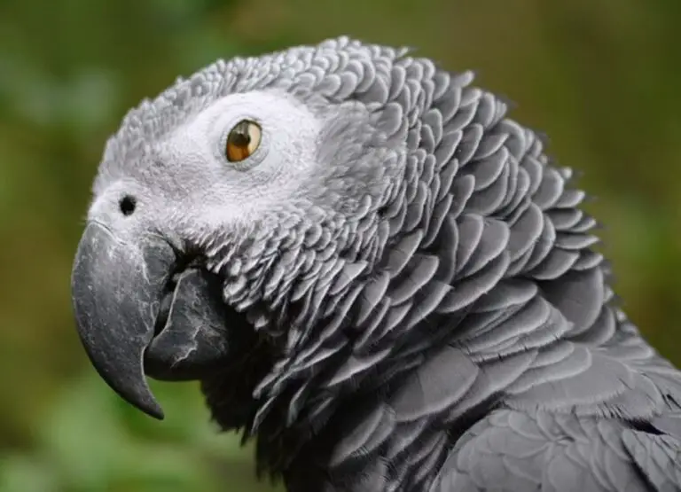 How to Treat a Sick African Grey Parrot [Hints]