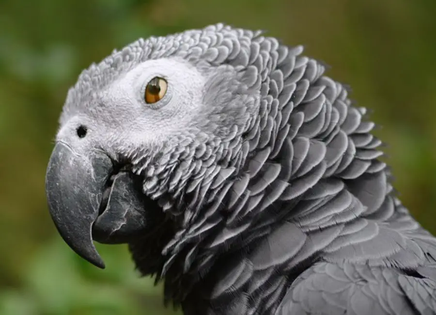 How to Treat a Sick African Grey Parrot