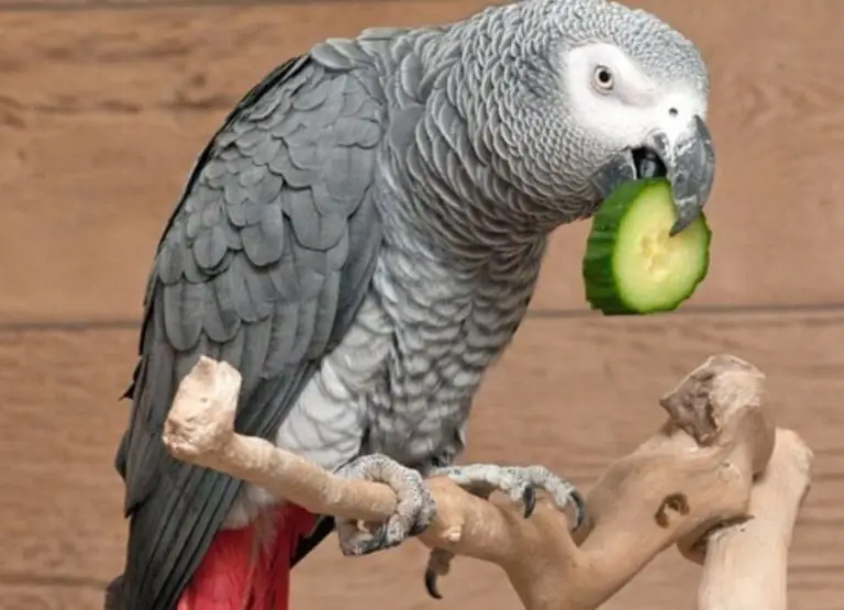 What Not to Feed African Grey Parrots  [15 Hints]