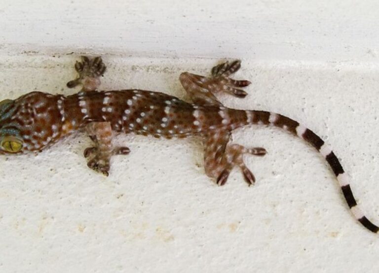 How Do Geckos Sleep [Gecko Sleeping Habits]