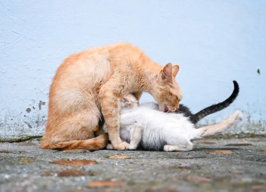 How Do Mother Cats Discipline Their Kittens