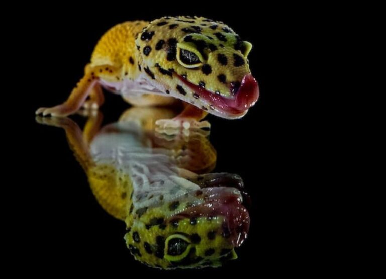 Leopard Gecko Mating Behavior [Explanation]