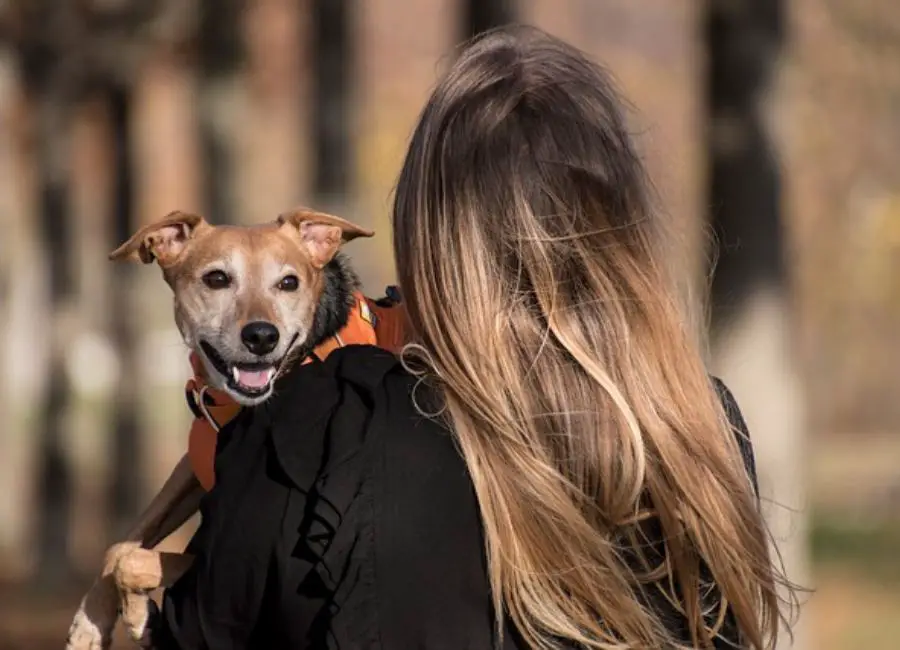 why-does-my-puppy-bite-my-hair-10-hints