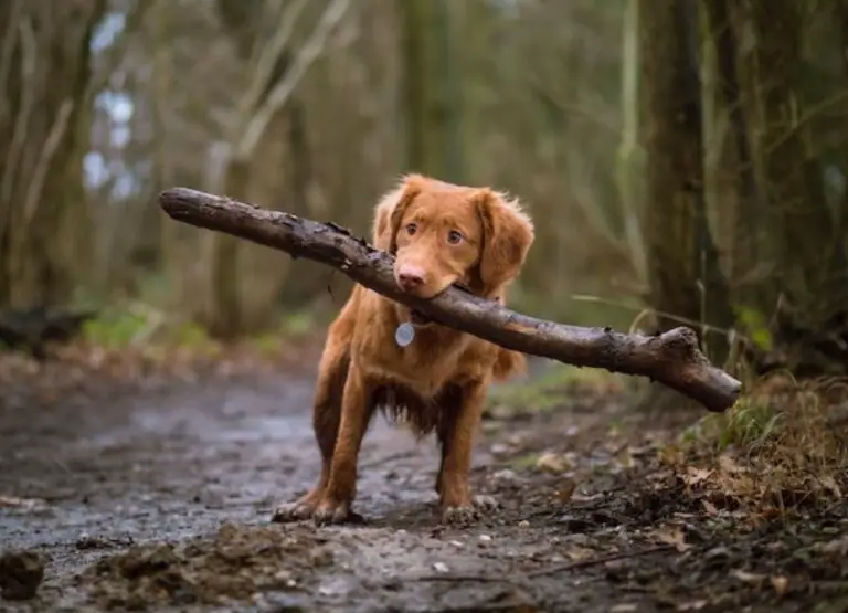 Dog Eating Burnt Wood [9 Reasons, Risks & Tips]