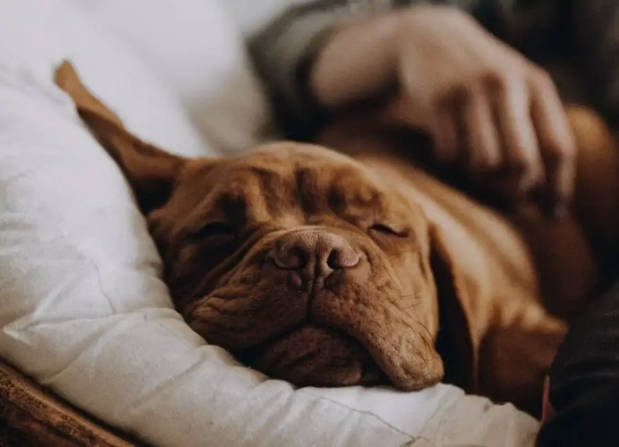 Rescue Dog Sleeps a Lot