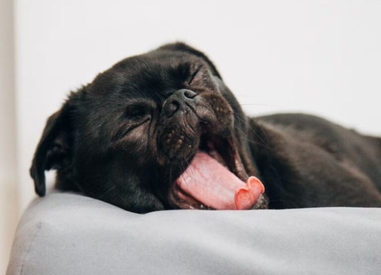 Dog Whining While Sleeping [10 Reasons & Tips]